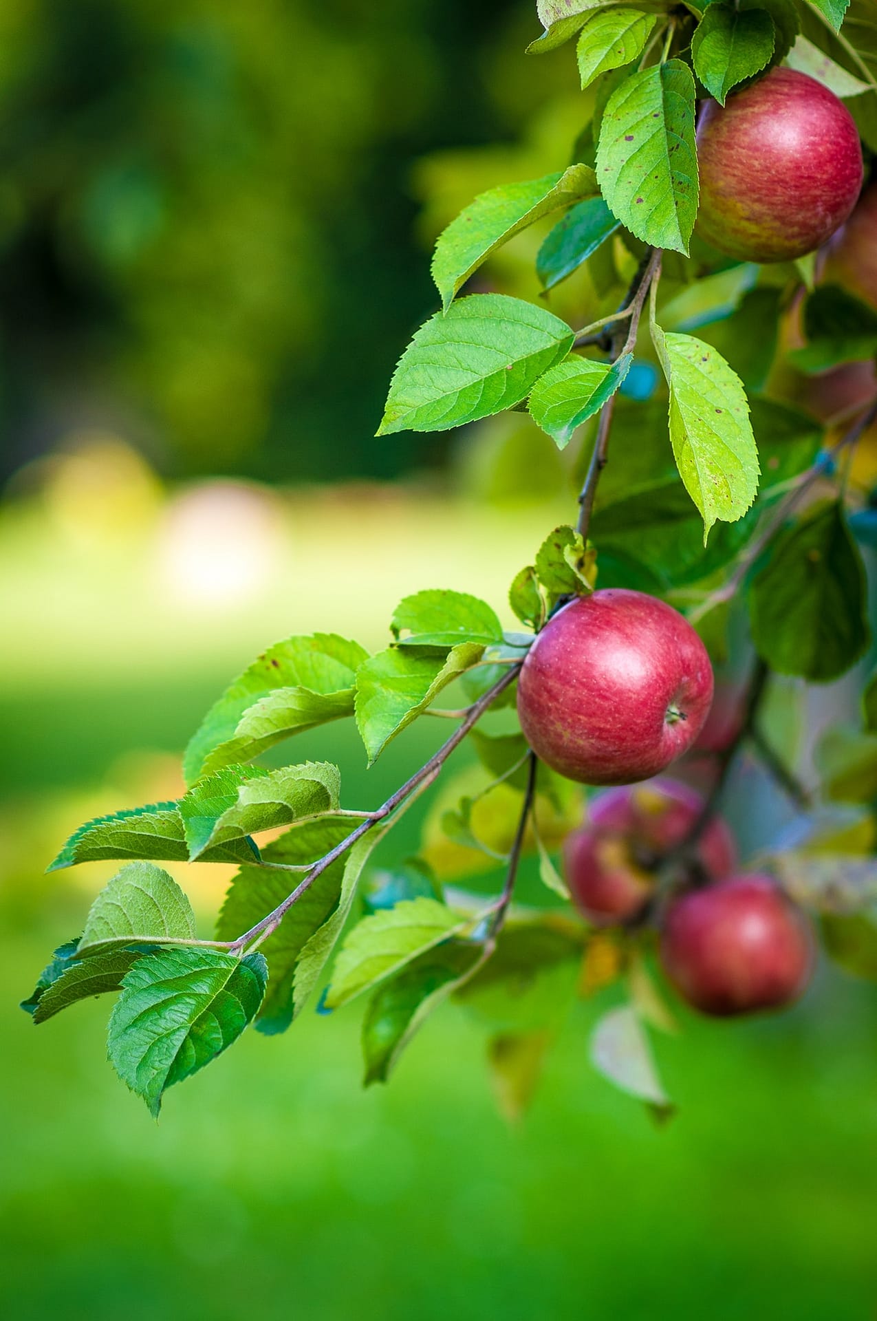apples organic foods